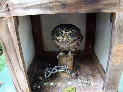 notice! This owl has a suprising face (video movie animal pet bird dog cat zoo impact)