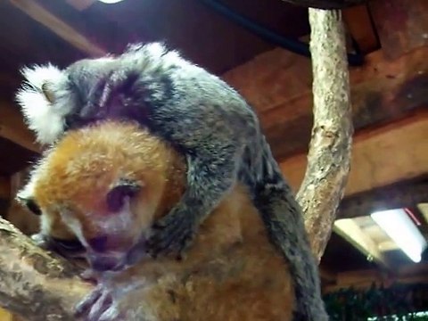 Best friends! the Slow loris and Squirrel monkey (video movie animal pet bird dog cat)