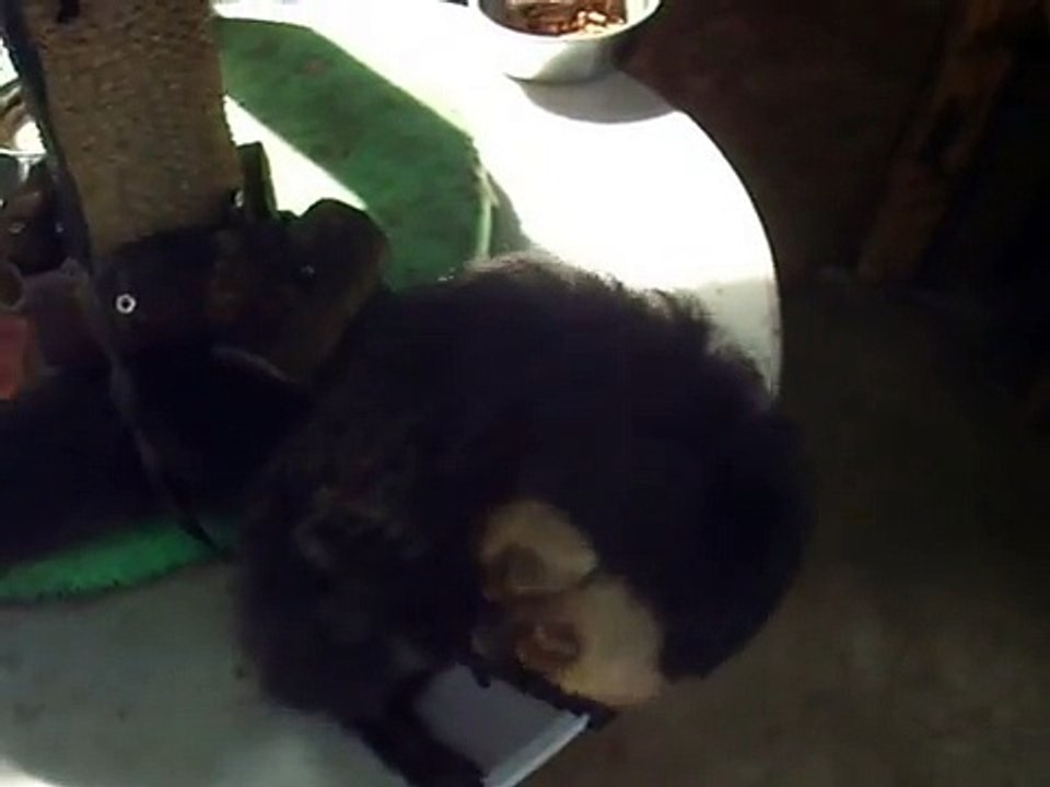 I tried to touch the Bradypodidae (video  movie animal pet bird dog cat zoo impact)