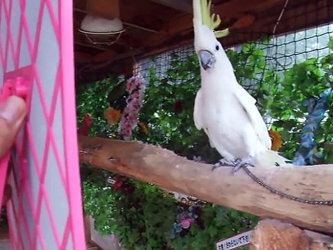 The experiment!　The parakeet vs mirror (video movie animal pet bird dog cat zoo impact)