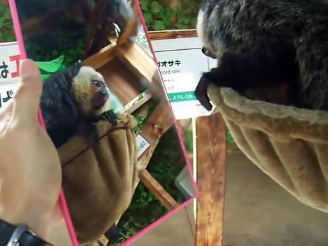 The experiment!The Bradypodidae vs mirror (video movie animal pet bird dog cat monkey)