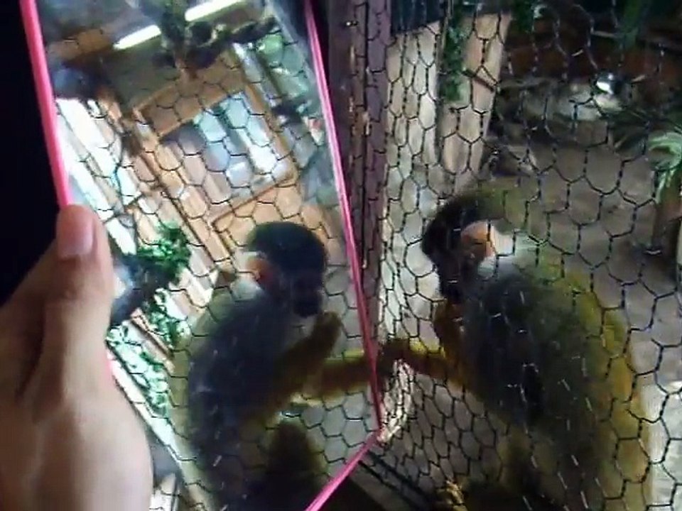 The experiment! The Squirrel monkey vs mirror (video  movie animal pet bird dog cat)