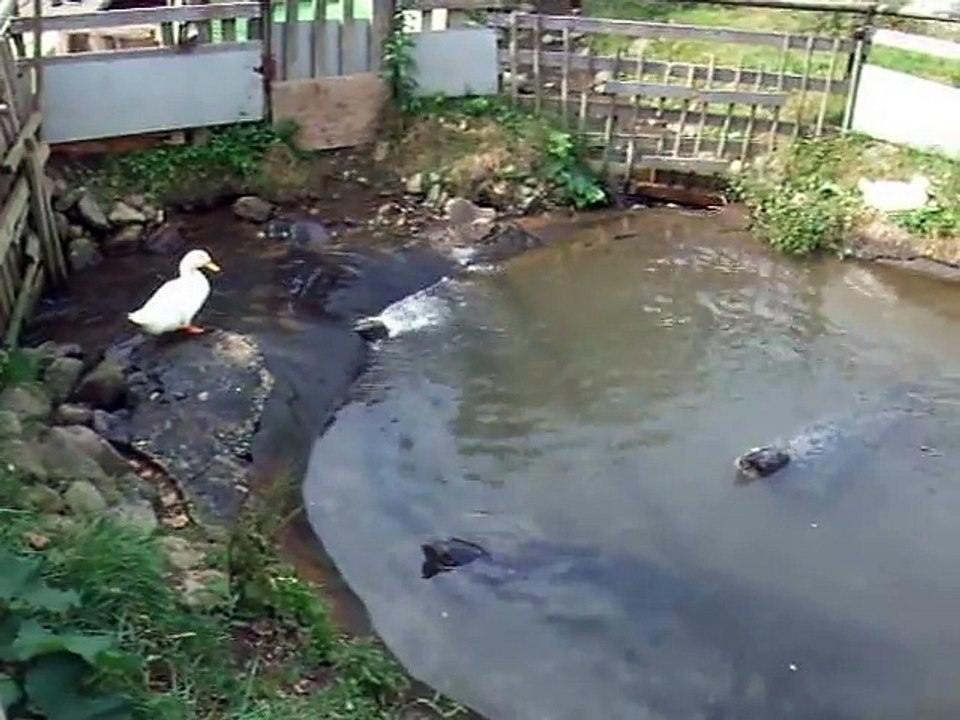 the jumpping seals (video  movie animal pet bird dog cat zoo impact)