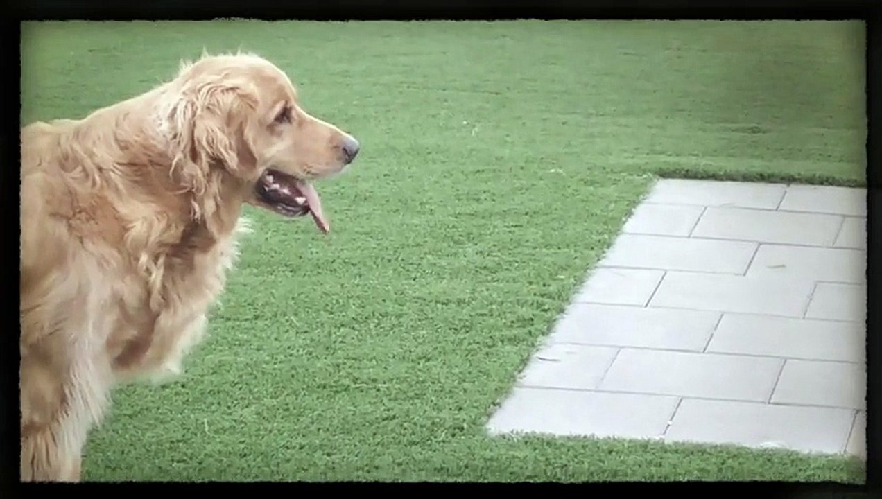 dog test