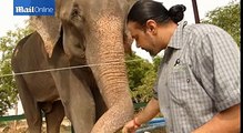 Un éléphant de 60 ans battue par son propriétaire est finalement sauvé