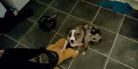 Guilty Gellert Can't Look at Chewed Shoe