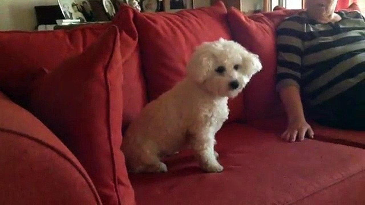 Cute Dog Bichon Frise
