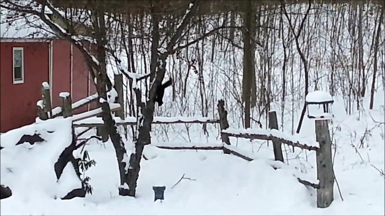Un e´cureuil ivre dans la neige