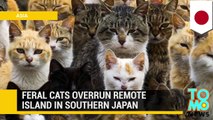 Cat Island: Feral cats overrun Japan's Aoshima Island, outnumbering humans 6-to-1