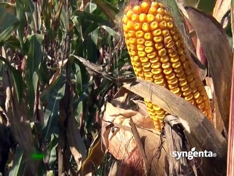 Syngenta – hibridi kukuruza Pako, Helico, Ulises, Sincero i Sycora_388_21.02.2015.