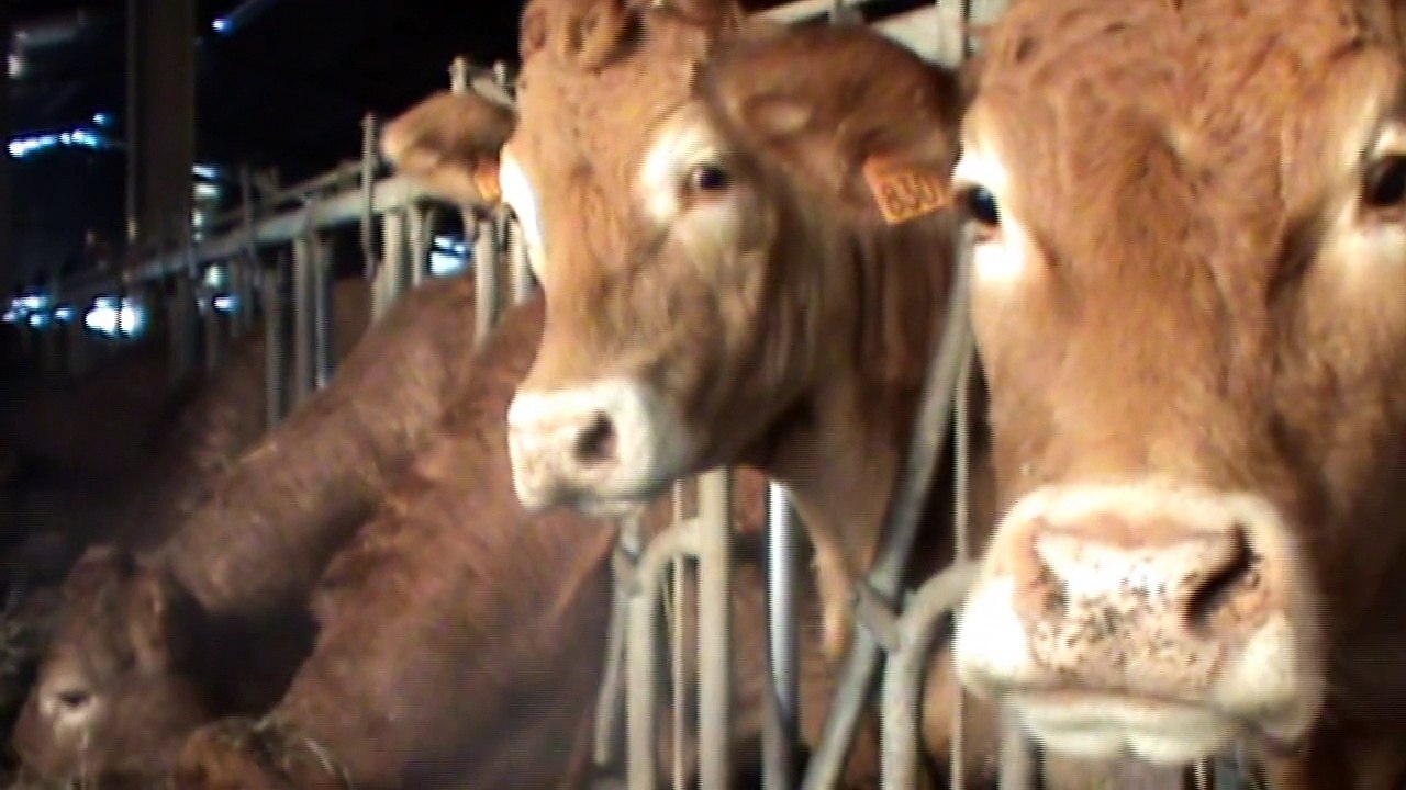 Faites le choix du Veaux d'Aveyron et du Ségala