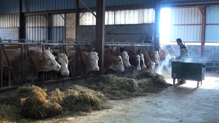 Du bon lait pour s'installer en AOP Laguiole