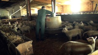 L'agneau Label rouge :  dynamisme et avenir