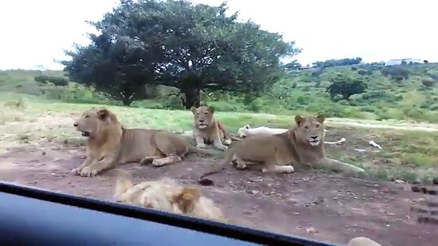 Lion opens car door