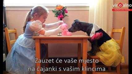 17 razloga zašto NIKADA ne biste trebali nabavljati Pitbulla za ljubimca