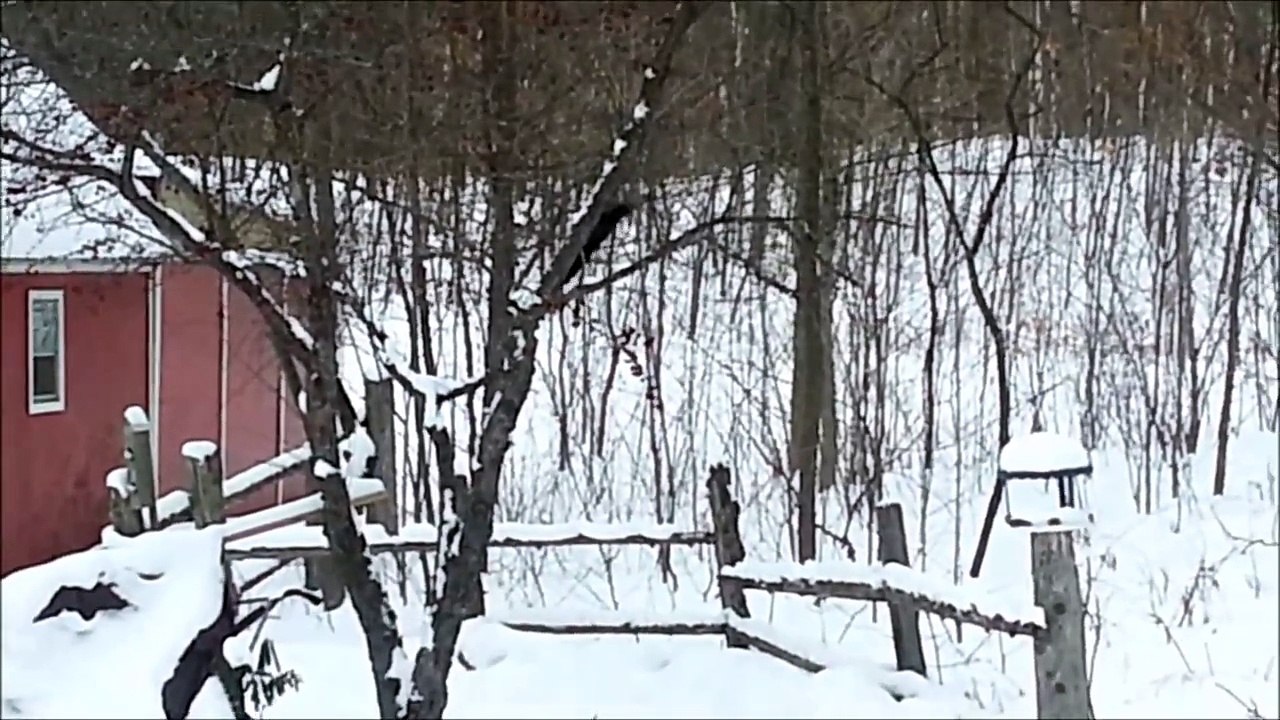 Un écureuil ivre dans la neige
