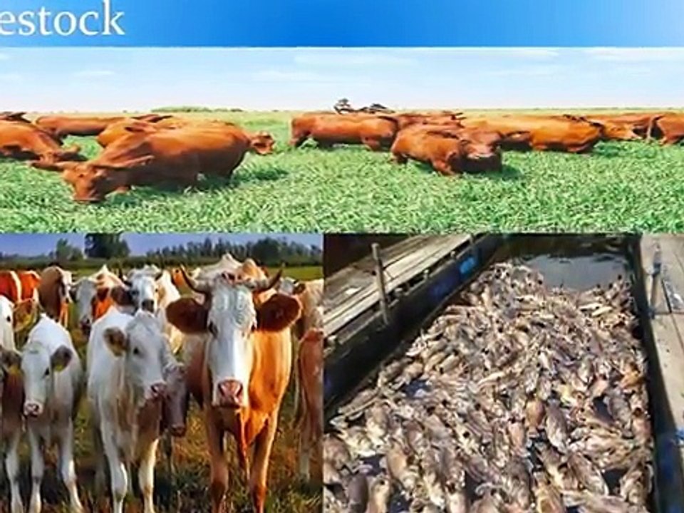 poultry feed additives manufacturer +919999693322