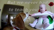 This cute Beagle dog  Is The Best Babysitter Ever