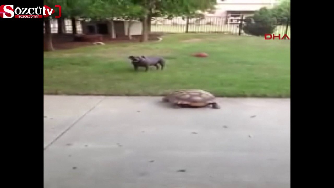 Köpek ile kaplumbağanın inanılmaz dostluğu
