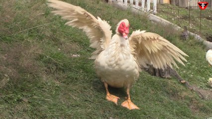 Ducks are flapping wings