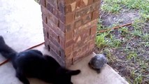 Un chat et une tortue jouent à 