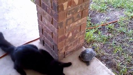 Un chat et une tortue jouent à "Attrape-moi si tu peux"
