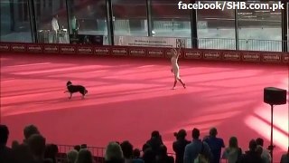 View a romantic dance between girl and dog