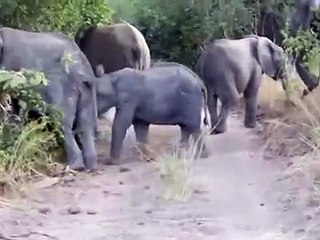 Elephant Calf Charging