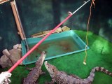 I tried to fish the crocodile (video movie animal pet bird dog cat zoo alligator impact)