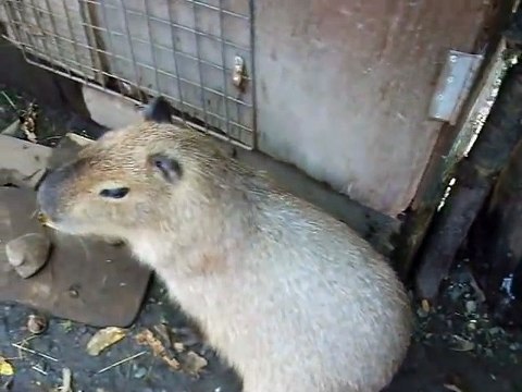 I tried to touch the capibara (video movie animal pet bird dog cat zoo impact)