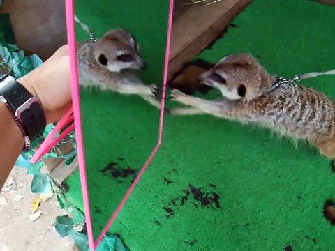 The experiment! The meerkat vs mirror (video movie animal pet bird dog cat)