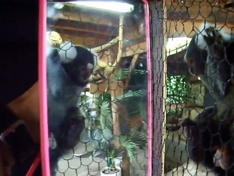 The experiment! The small monkey vs mirror (video movie animal pet bird dog cat)