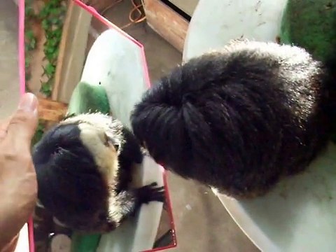 The experiment!The Bradypodidae vs mirror (video movie animal pet bird dog cat monkey)