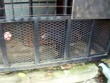 The Japanese bear (video movie animal pet bird dog cat zoo impact)