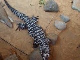 The zebra lizard which has a long tongue (video movie animal pet bird dog cat zoo )