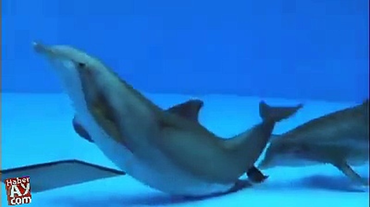 funy amazing 3