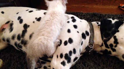 Cute kitten snuggles with caring Dalmatians