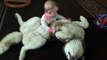 Siberian Husky playing gently with 7-month-old baby