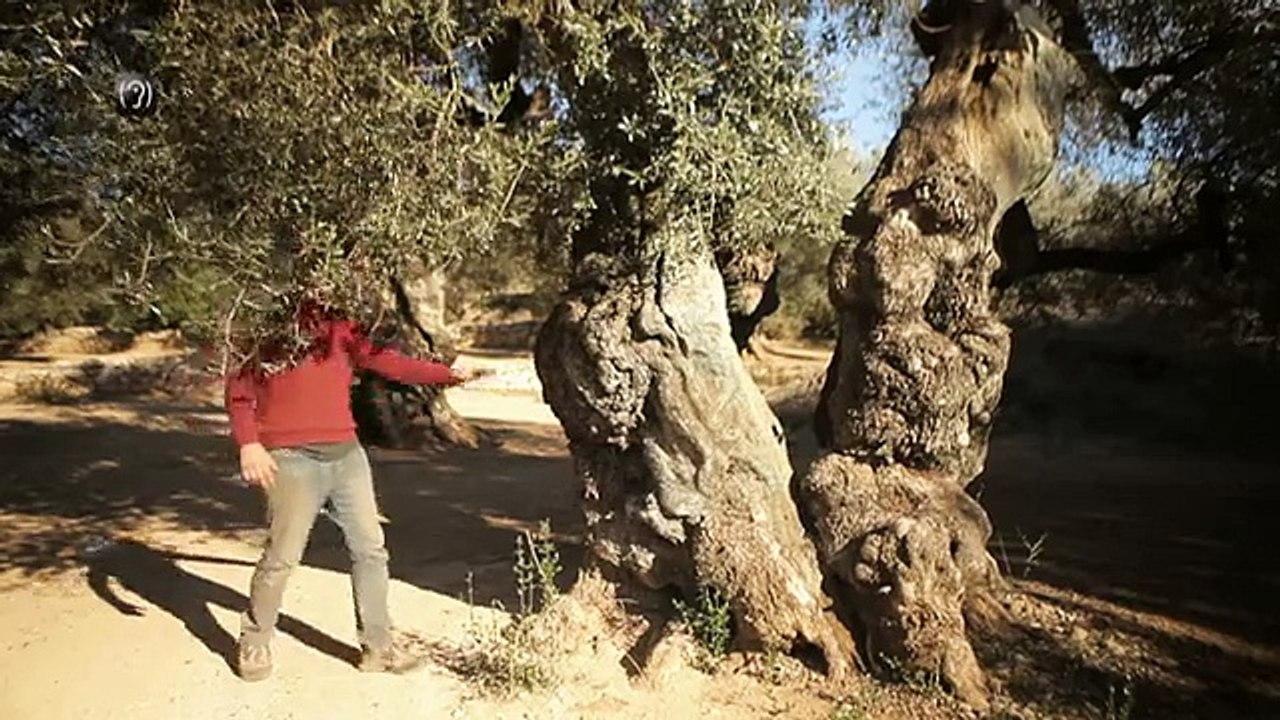 TV3 - Diumenge, 22.45, a TV3 - "Collita pròpia" ens parla de l'oli