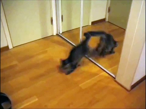Brave Kitten vs Mirror - Awesome! Храбрый Котенок против Зекало !