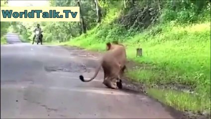 Man V/S Lion - Amazing