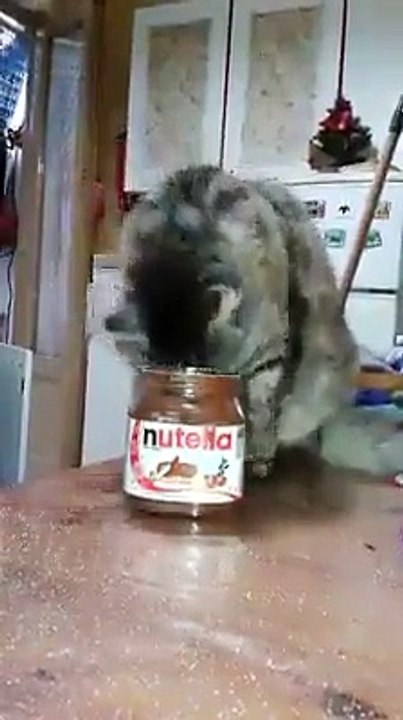 Cat Stole Their Nutella and now Enjoying it SO CUTE