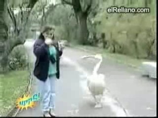 Accidents rigolos