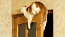 Cute Cat   on the door - Кот застрял на двери !