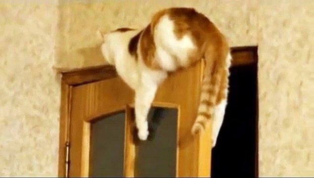 Cute Cat on the door - Кот застрял на двери !
