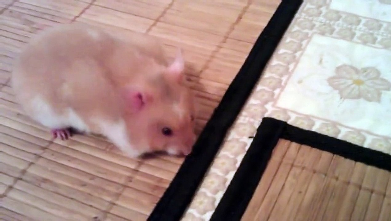 Hungry Hamster Eats Matches - Awesome ! Голодный Хомяк ест спички !