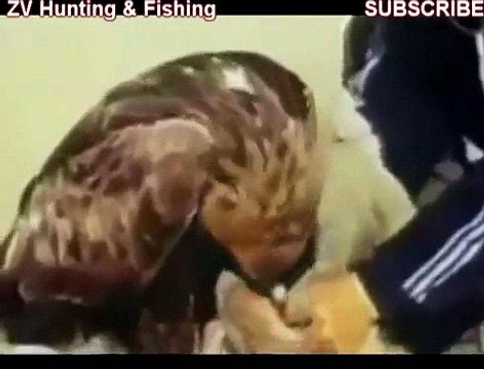 eagle vs wolf !!!орел против ВОЛКА !