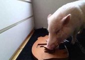 Moritz the Genius Pig Learns Shapes