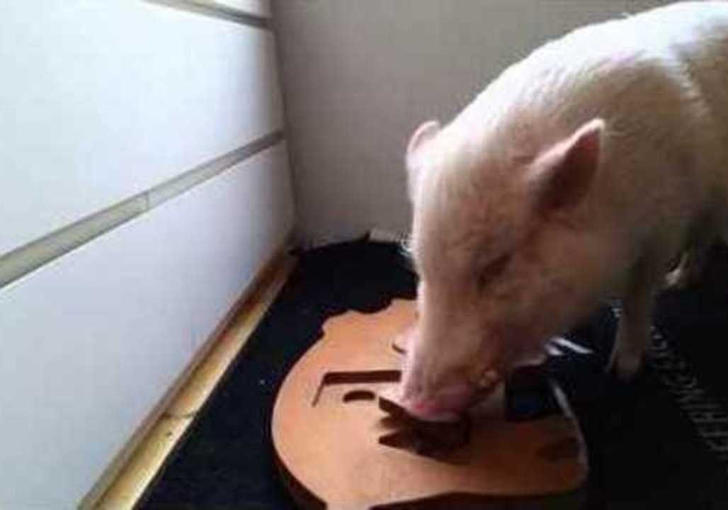 Moritz the Genius Pig Learns Shapes