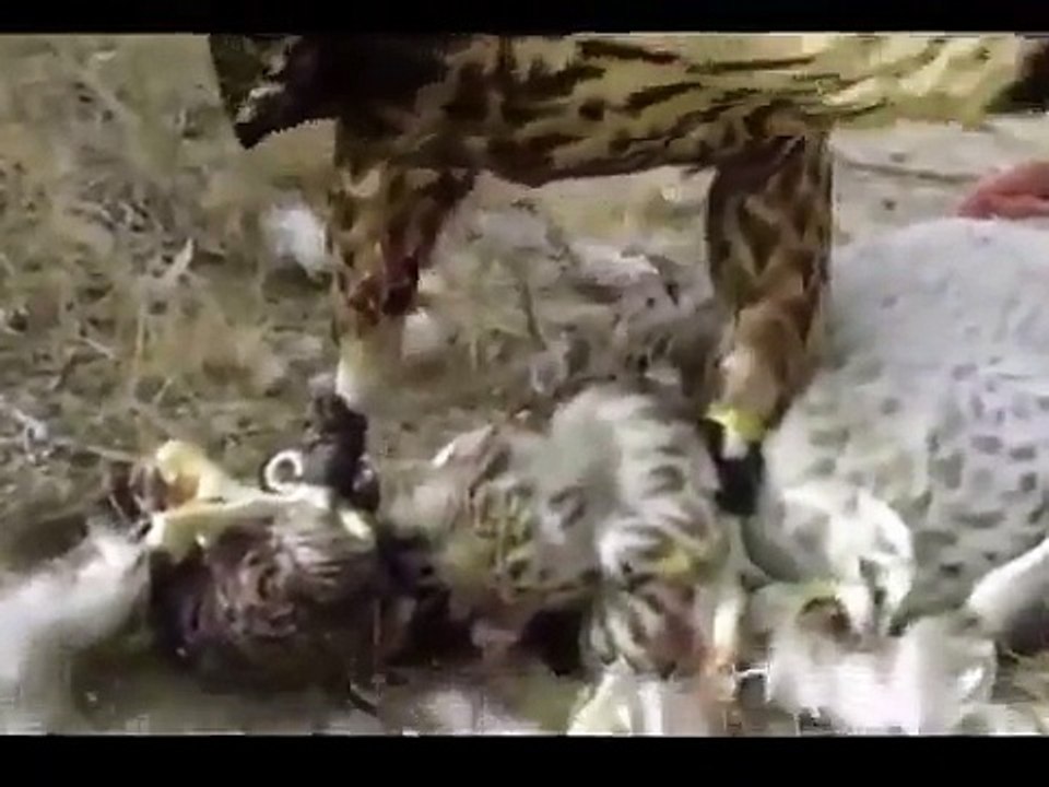 Falcon pissed at the dog !!! Сокол разозлился на собаку !!!